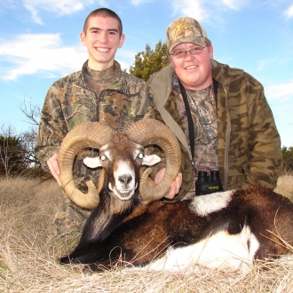 Trophy Mouflon